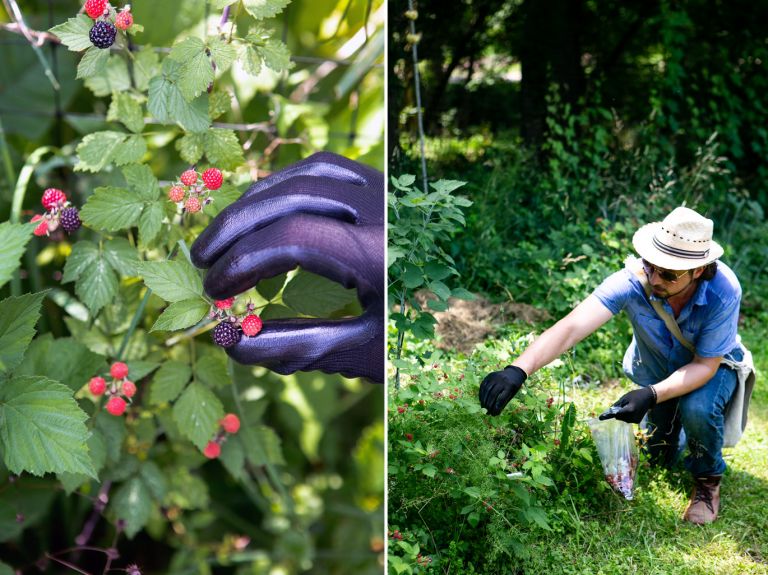blackberry foraging